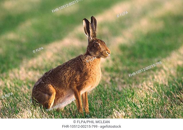 European Hare Lepus europaeus alert adult, sitting upright in silage field, Scottish Borders farm, Scotland