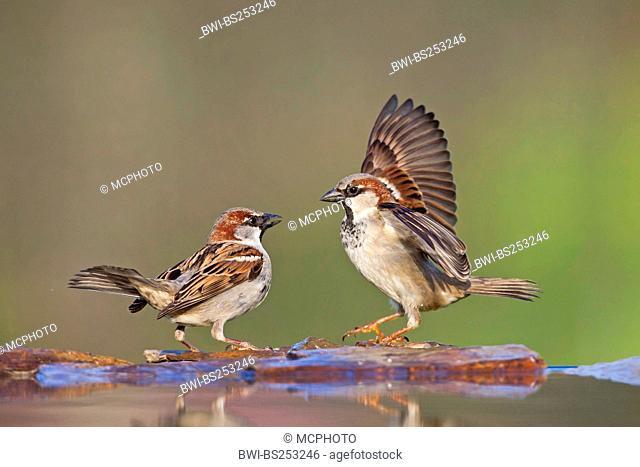 house sparrow Passer domesticus, two males sitting face to face quarreling at the stone shore of a water place, Germany, Rhineland-Palatinate
