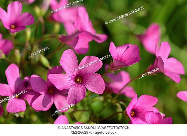 Large-flowered pink-sorrel or pink woodsorrel - Oxalis debilis, Crete