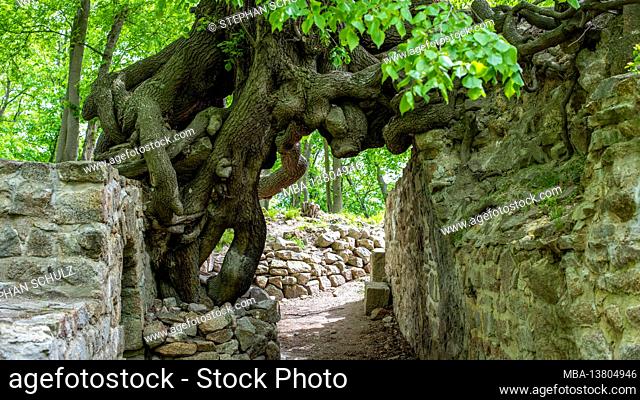 Germany, Saxony-Anhalt, Stecklenberg, old linden tree grows on the walls of the Lauenburg castle ruins in the Harz Mountains