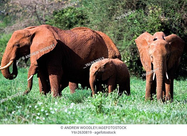 African elephant Tsavo National Park Kenya