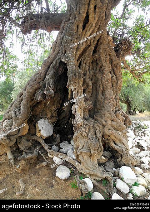 Olivenbäume, olivenbaum, süden, mediterran, kreta, griechenland, kritsa, , baum, bäume, alt, knorrig, natur, landschaft, rinde