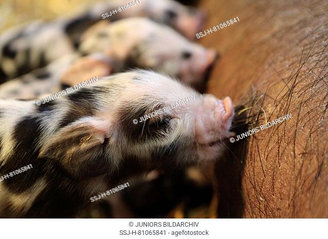 Domestic Pig, Turopolje x ?. Sow suckling newborn (one day old) piglets. Germany