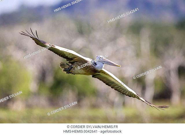 Sri Lanka, Yala national patk, Spot-billed pelican or grey pelican (Pelecanus philippensis), in flight