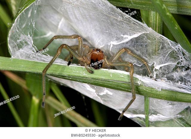 European sac spider, yellow sack spider Cheiracanthium punctorium, at its nest, web sac, Germany