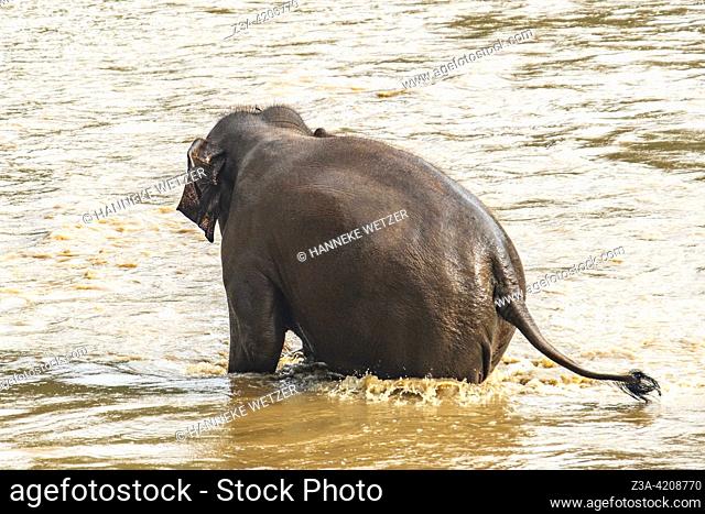 Elephant in the river at the Elephant Nature Park, a sanctuary and rescue centre for elephants in Mae Taeng District, Chiang Mai Province, Northern Thailand