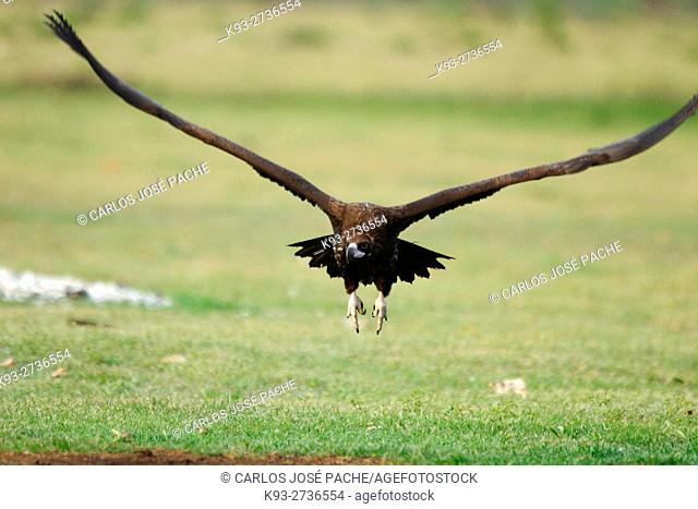 Cinereous Vulture (Aegypius monachus), Monfragüe National Park, Caceres province, Extremadura, Spain