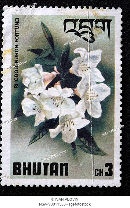 Rhododendron fortunei, postage stamp, Brunei, 1976