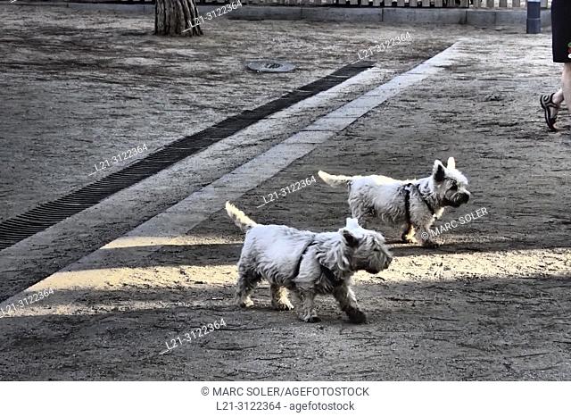 Two dogs on the street. Barcelona, Catalonia, Spain