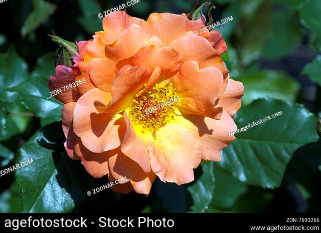 Westerland, Strauchrose, Gartenblume, rose