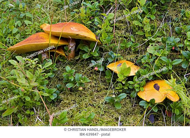Slippery Jack or Slippery Bun mushrooms (Suillus luteus), Grossarltal, near Salzburg, Austria, Europe