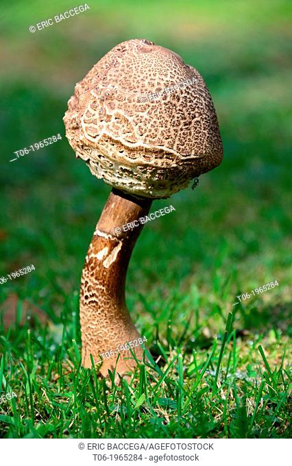 Parasol mushroom growing in grass, Alsace, France (Macrolepiota procera)