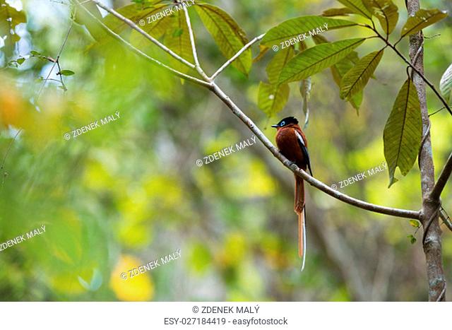 Beautiful colored Madagascar bird, Paradise-flycatcher, Terpsiphone mutata. Andasibe - Analamazaotra National Park, Madagascar wildlife and wilderness