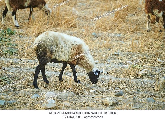 Domestic sheep (Ovis aries) on a barren meadow, Crete, Greece, Europe