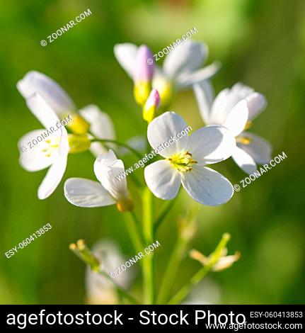 Macro of a blooming cuckoo-flower during springtime