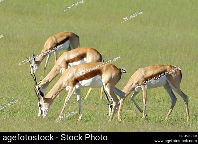 Springboks (Antidorcas marsupialis), adult females, feeding on grass, Kgalagadi Transfrontier Park, Northern Cape, South Africa, Africa