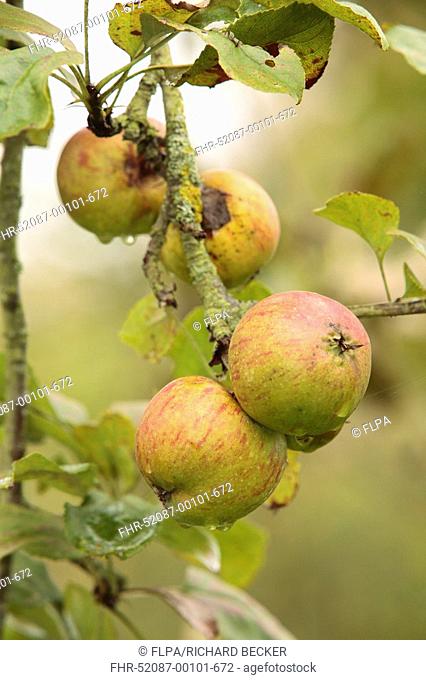 Cultivated Apple Malus domestica 'Easter Orange', dessert apple variety, fruit on tree in orchard, Shropshire, England
