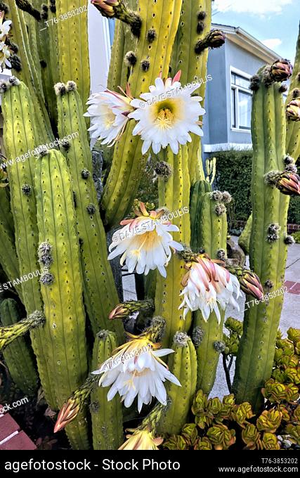 Queen of the Night cactus flowers, San Francisco, California, U. S. A