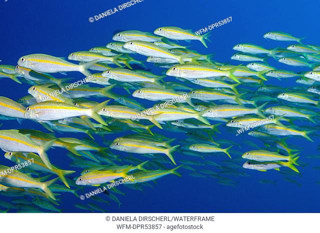 Shoal of Yellowfin Goatfish, Mulloidichthys vanicolensis, Osprey Reef, Coral Sea, Australia