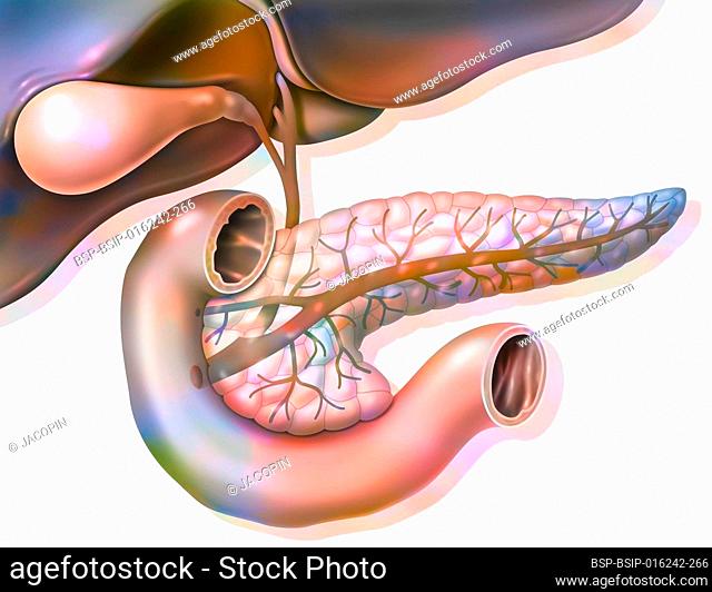 Anatomy of the pancreas in anterior view with gallbladder and common bile duct