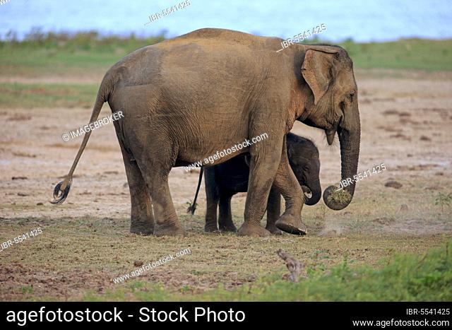 Asian sri lankan elephant (Elephas maximus maximus), female with young, Yala National Park, Sri Lanka, Asia