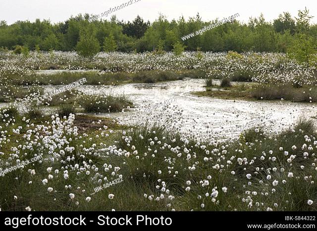 Fruchtendes (Eriophorum vaginatum) im Moor, Goldenstedter Moor, Oldenburger Münsterland, Goldenstedt, Lower Saxony, Germany, Europe