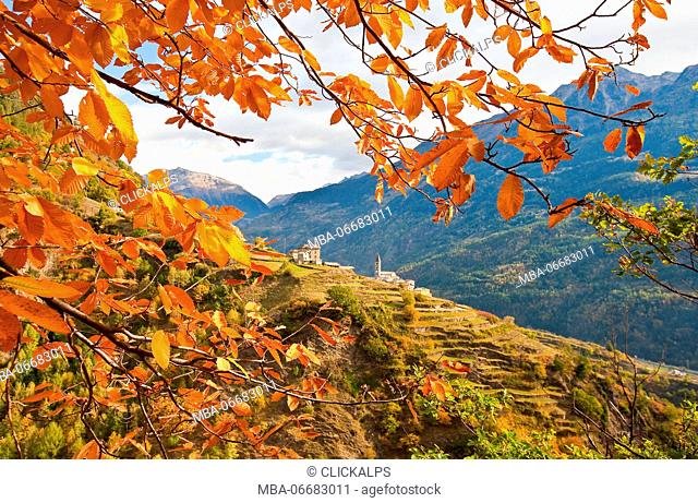 Autumnal landscape of the Valtellina mountains. Europe, Italy, Lombardy, Grosio