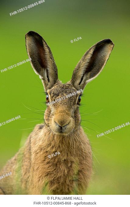 European Hare (Lepus europaeus) adult, close-up of head, alert in farmland, Norfolk, England, July