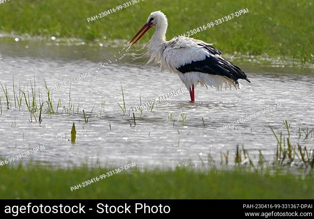 PRODUCTION - 13 April 2023, Hamburg: A stork stands in a puddle on a field in Hamburg-Kirchwerder. In Hamburg, the first stork offspring could soon be calling...