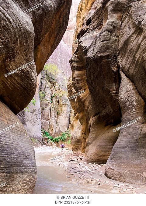 Hikers make their way through the Virgin River Narrows, a majestic portion of one of America's most famous national treasures, Zion National Park; Utah