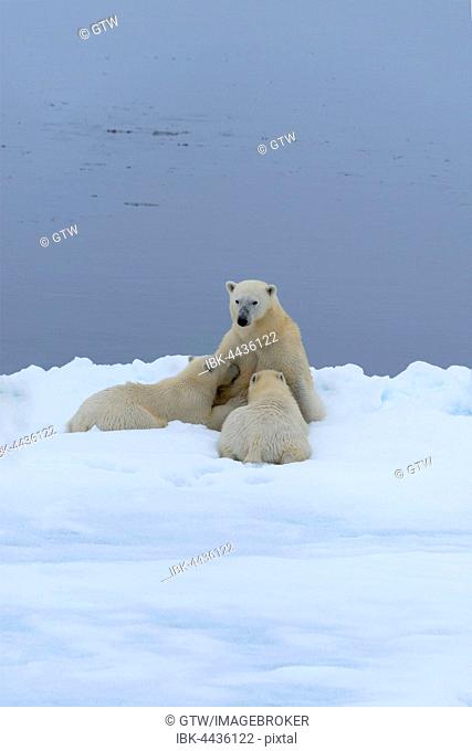 Polar bears (Ursus maritimus), mother nursing two cubs on edge of melting ice floe, Spitsbergen Island, Svalbard archipelago, Norway