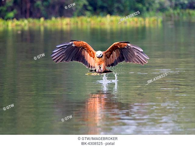Black-collared Hawk (Busarellus nigricollis), fishing, Pantanal, Mato Grosso, Brazil