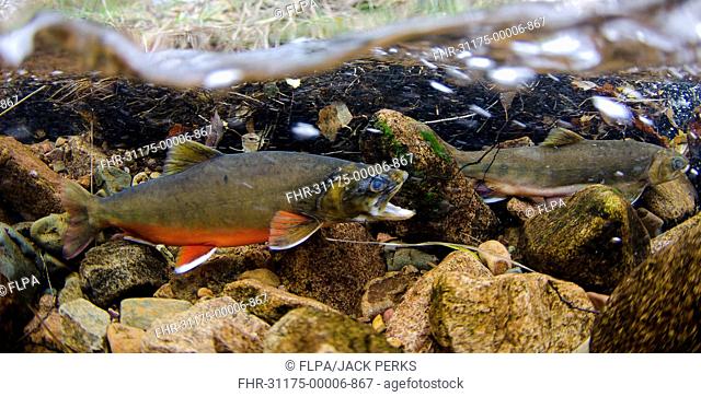 Arctic Char (Salvelinus alpinus) adult male and female, in breeding colours, swimming underwater in river flowing into glacial lake during spawning migration