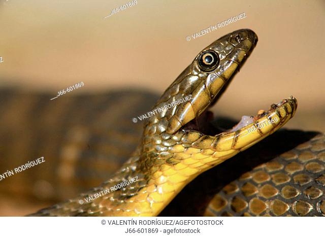 Natrix maura, Viperine Snake. Soneja. Castellón province. Spain