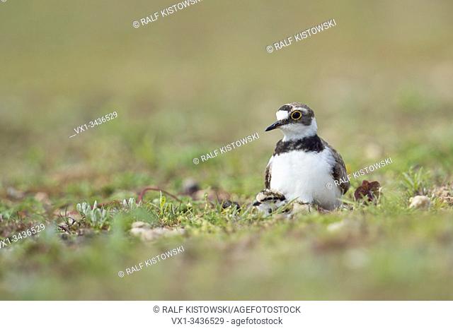 Little Ringed Plover ( Charadrius dubius) gathering its chicks protectively under its plumage