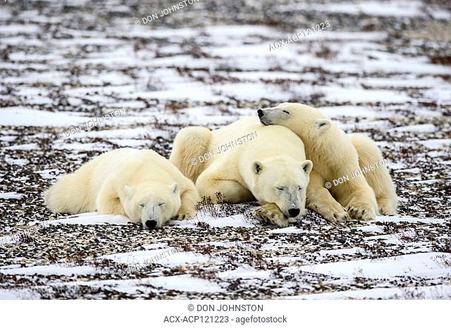 Polar Bear (Ursus maritimus) Mother and yearling cubs resting along the Hudson Bay coast