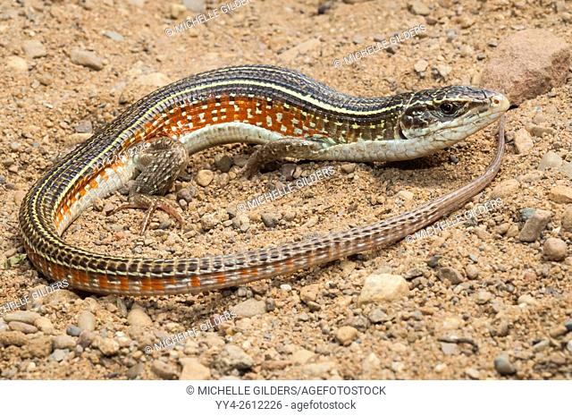 Yellow-throated plated lizard, Gerrhosaurus flavigularis, native to Sudan, Ethiopia and eastern Africa south to South Africa