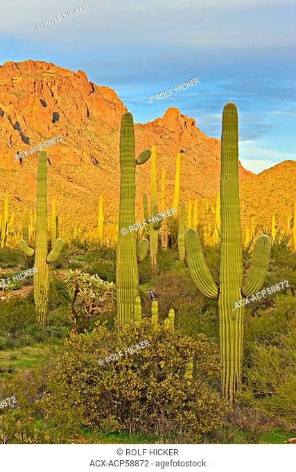 Ajo Range mountains, Saguaro Cactuses, spring, Organ Pipe National Monument, Arizona, USA