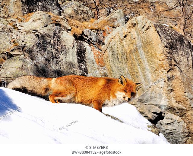 red fox (Vulpes vulpes), standing in snow in front of rocks, Italy, Val d'Aosta