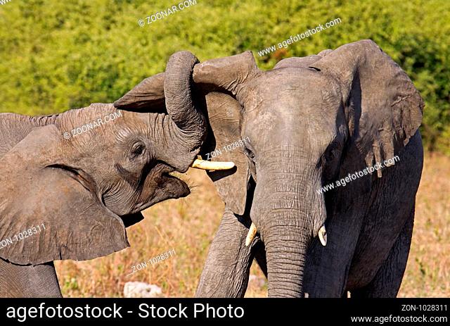 Rüsselnde afrikanische Elefanten (Loxodonta africana) im Chobe Nationalpark, Botswana