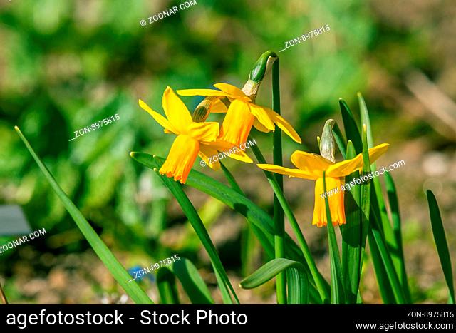 Daffodils in green environment in the spring