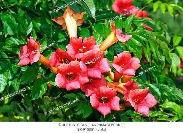 Blooming Trumpet Creeper or Trumpet Vine (Campsis radicans, Bignonia radicans, Tecoma radicans)