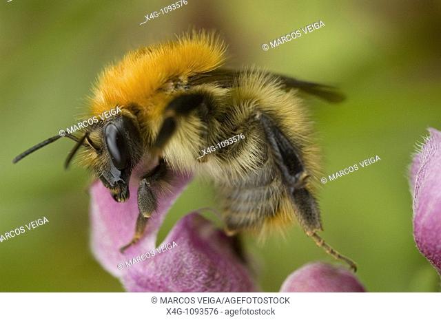 Brown-banded carder bee (Bombus humilis), Pontevedra, Spain