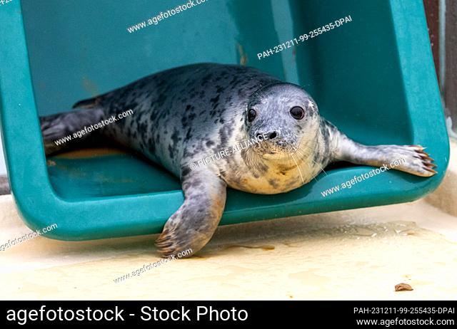 11 December 2023, Scheswig-Holstein, Friedrichskoog: The female gray seal Toni sits in a wheelbarrow at the Friedrichskoog seal sanctuary