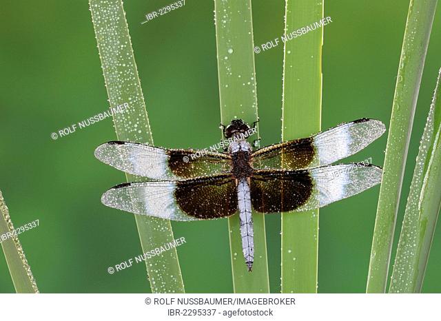 Widow Skimmer (Libellula luctuosa), dew-covered male on cattail, Dinero, Lake Corpus Christi, South Texas, USA