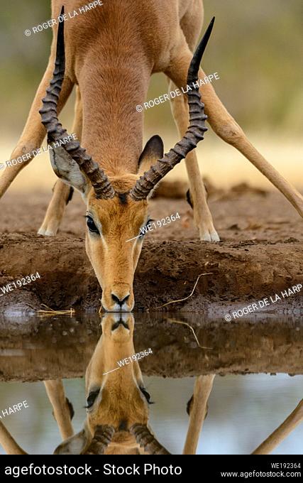 Impala (Aepyceros melampus) male drinking. Mashatu Game Reserve. Northern Tuli Game Reserve. Botswana