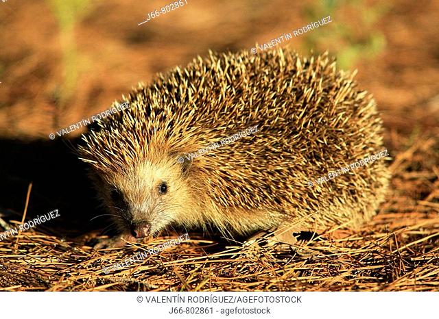 European Hedgehog (Erinaceus europaeus)