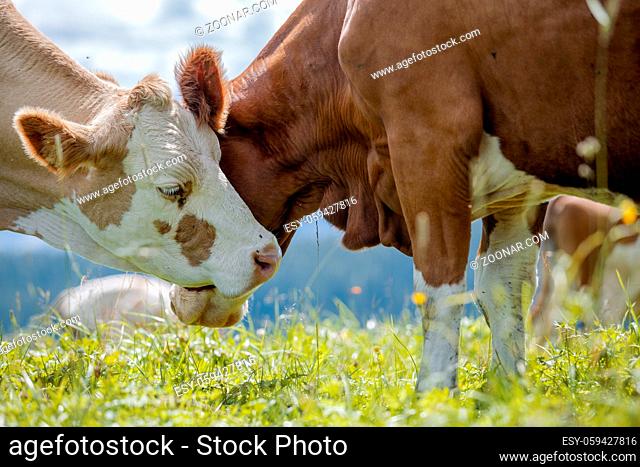 Happy Brown and White flecked Cows in the European Alps in Austria Muehlbach am Hochkoenig near Salzburg