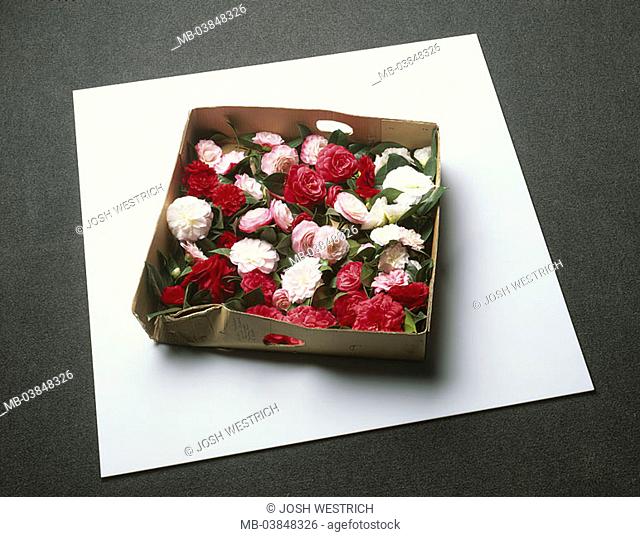 Carton, camellia, Camellia japonica, blooms, differently-colorfully, from above, carton, shoe-carton, plants, flowers, ornament-plants, ornament-flowers, prime