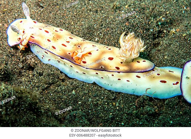 Emperor shrimp on Hypselodoris tryoni